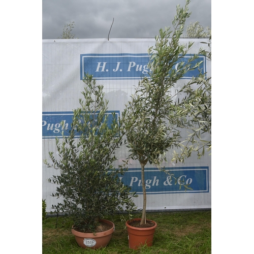 2529 - Small olive trees 3ft -2