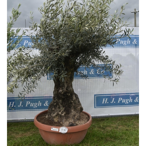 2530 - Ancient olive tree 7ft