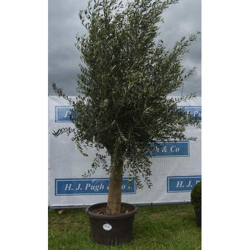 2532 - Specimen olive tree 9ft