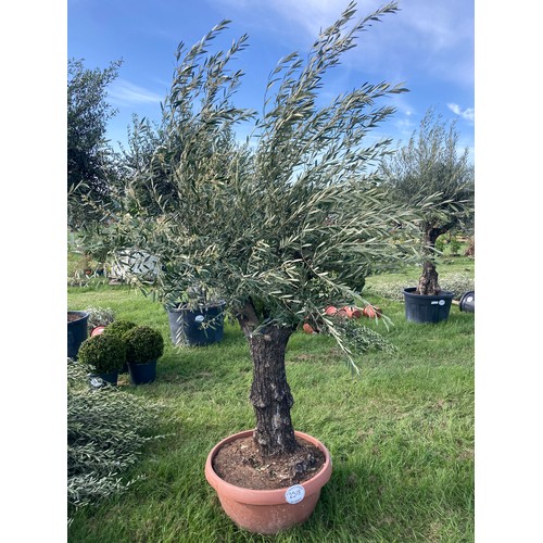 2518 - Ancient olive 7ft