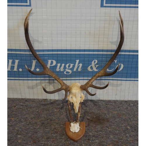 508 - 10 Point antler and other on plaque