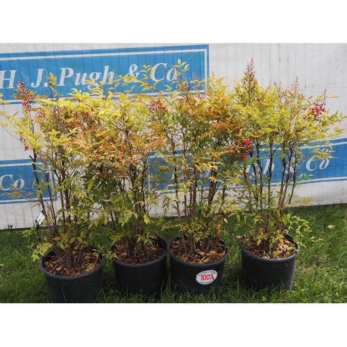 1003 - Nandina -4