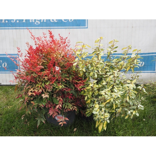 1004 - 4- Nandina and Eleagnus