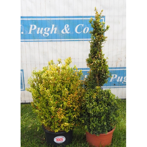 1005 - Buxus -2