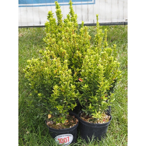 1007 - Euonymus -7