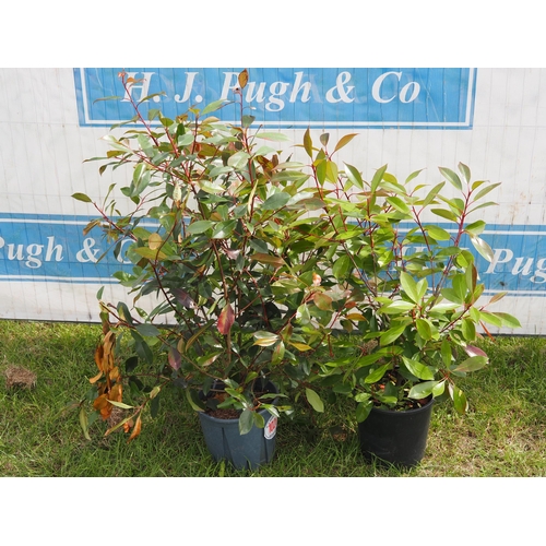 1026 - Photinia -2