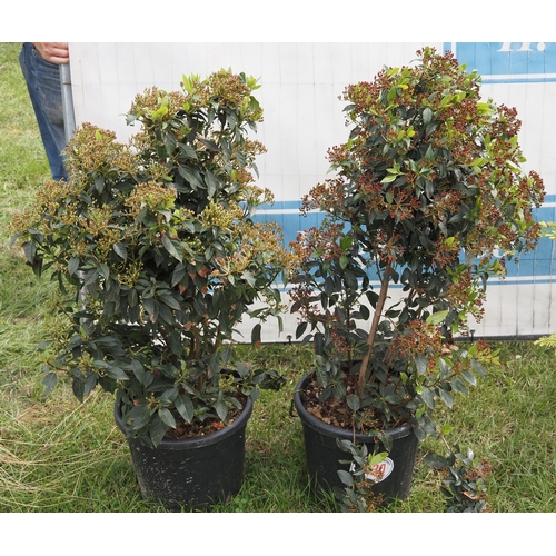 1030 - Portuguese laurel