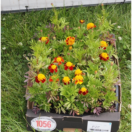 1056 - Marigolds -48