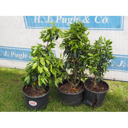 1068 - Portuguese laurel -3