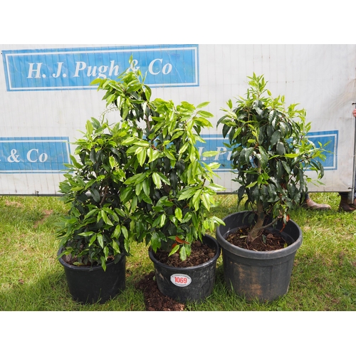 1069 - Portuguese laurel -3