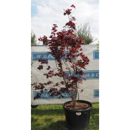 1071 - Acer Bloodgood 10ft