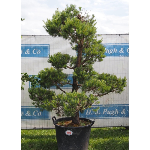 1074 - Scots pine 7ft