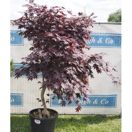 1075 - Acer 6ft