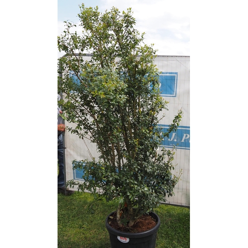 1076 - Osmanthus 6ft