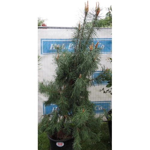 1078 - Scots pine 6ft