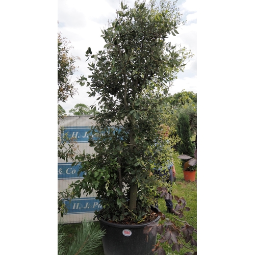 1080 - Holm oak 12ft