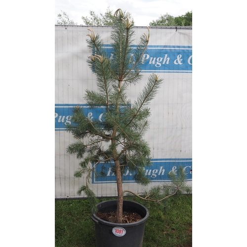 1081 - Scots pine 6ft