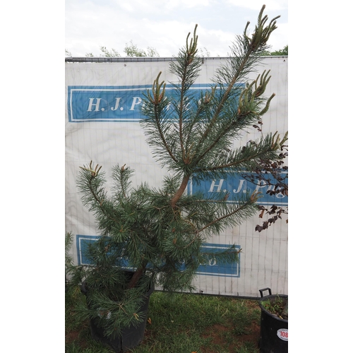 1082 - Scots pine 6ft