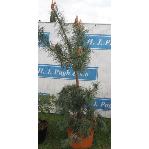 1086 - Scots pine 6ft