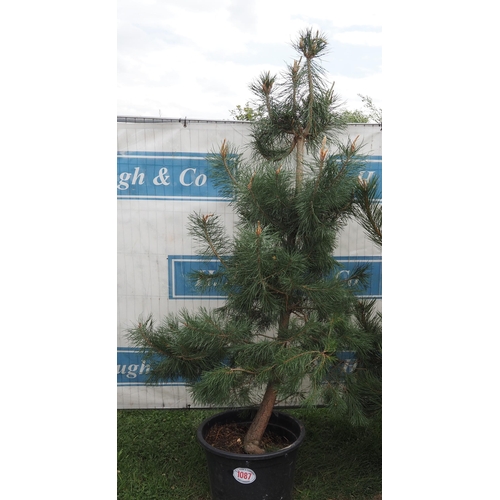 1087 - Scots pine 6ft