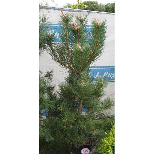 1088 - Scots pine 6ft