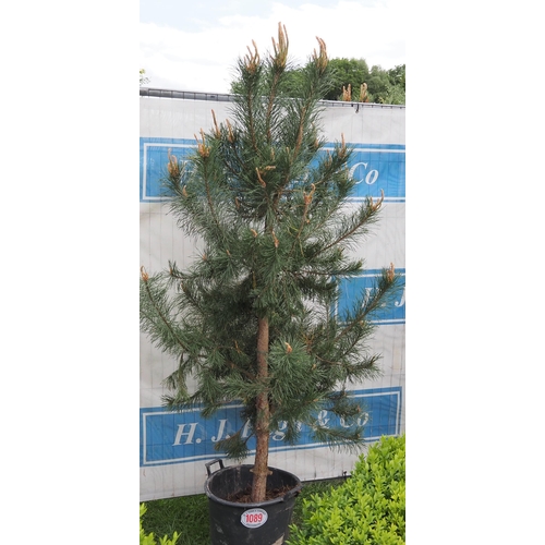 1089 - Scots pine 6ft