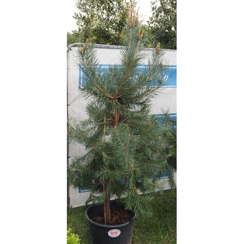 1090 - Scots pine 6ft