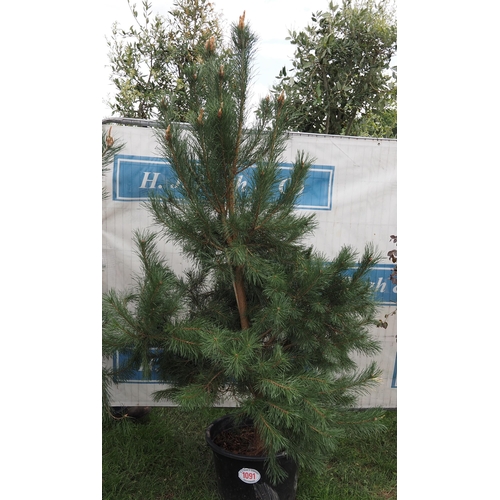 1091 - Scots pine 6ft