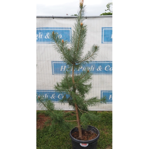 1098 - Scots pine