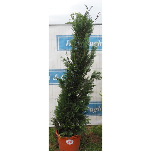 1099 - Conifer 6ft