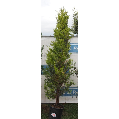 1100 - Conifer 6ft