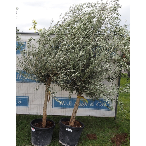 1104 - Standard olives 6ft -2