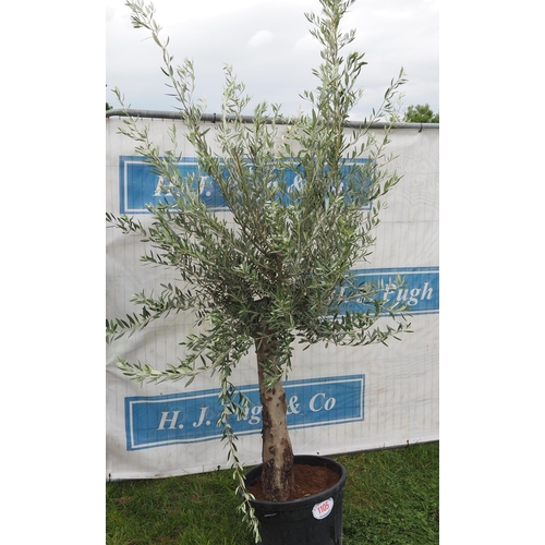 1105 - Standard olive 6ft