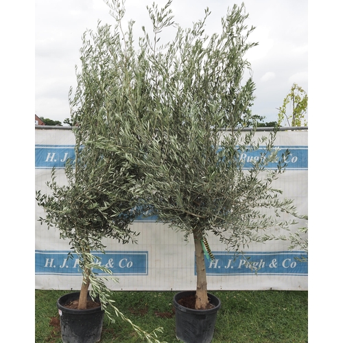 1106 - Standard olives 6ft -2