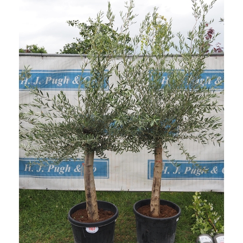 1107 - Standard olives 6ft -2