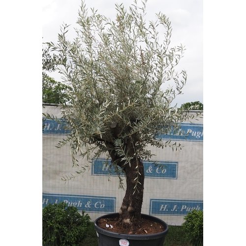 1123 - Ancient olive tree 10ft