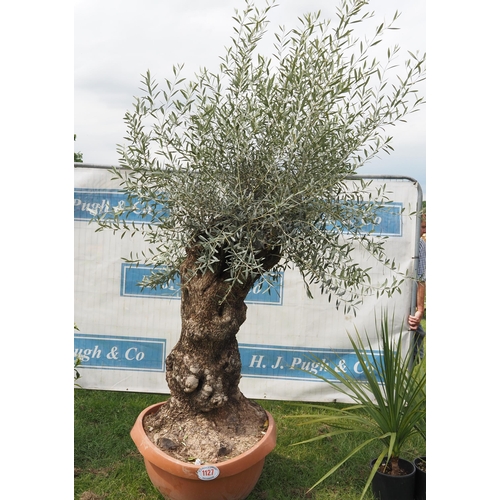 1127 - Ancient olive tree 8ft