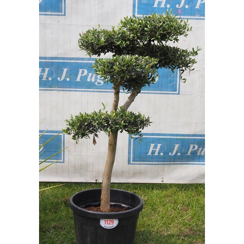 1129 - Shaped olive 5ft