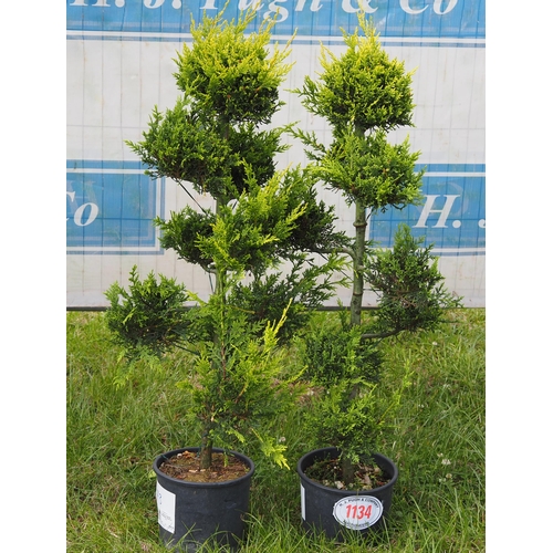 1134 - Cupressus Leylandi -2