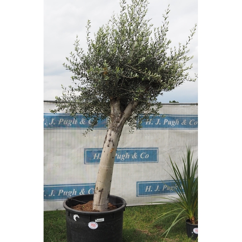 1135 - Ancient olive tree 12ft