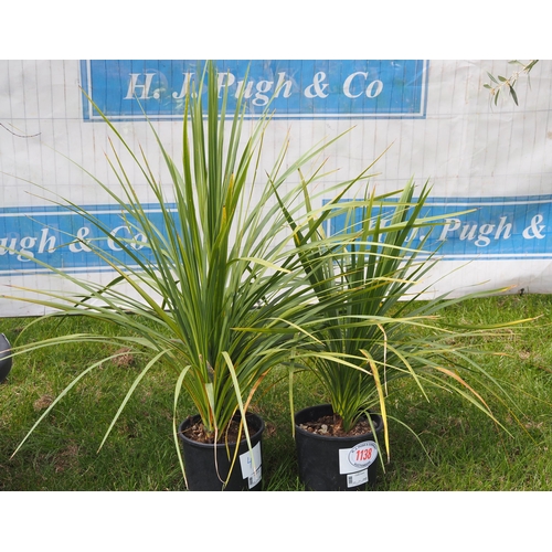 1138 - Cordyline -2