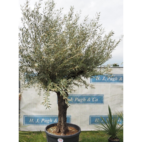 1139 - Ancient olive tree 12ft