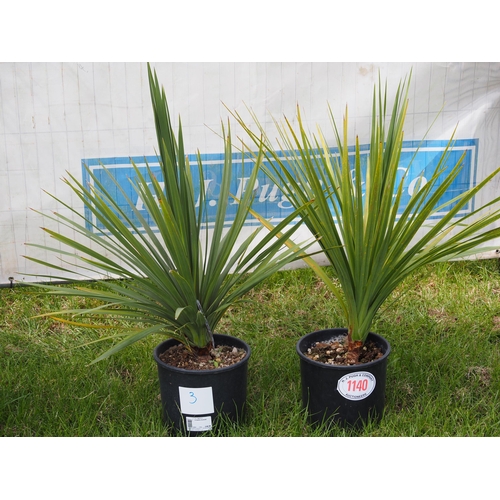 1140 - Cordyline -2