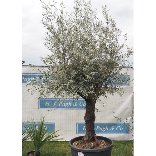 1141 - Ancient olive tree 10ft