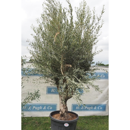 1143 - Ancient olive tree 10ft