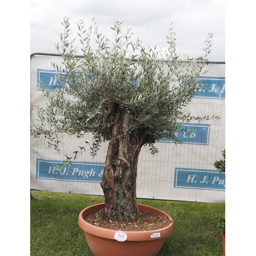 1144 - Ancient olive tree 6ft