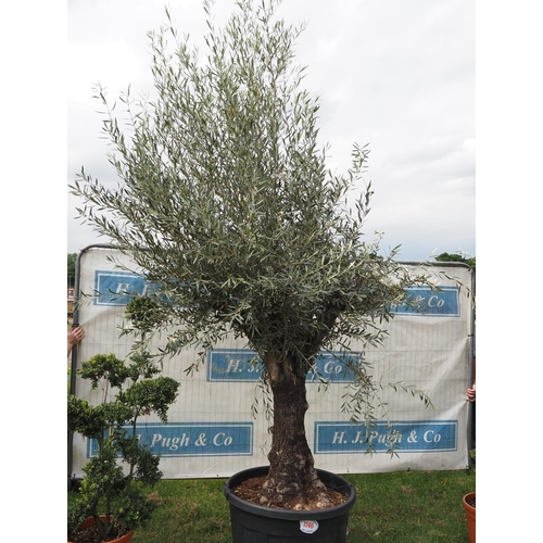 1146 - Ancient olive tree 12ft