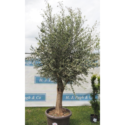 1152 - Ancient olive tree 12ft