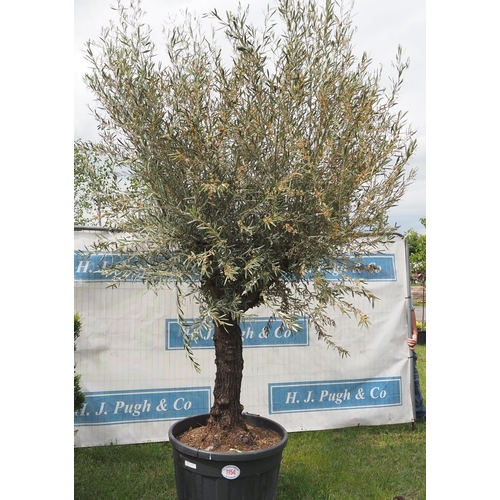 1154 - Ancient olive tree 10ft