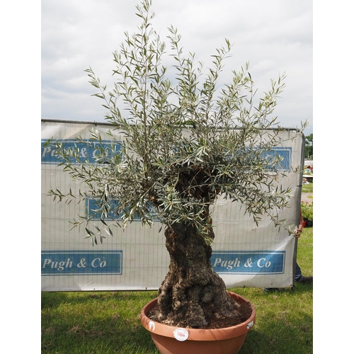 1164 - Ancient olive tree 7ft